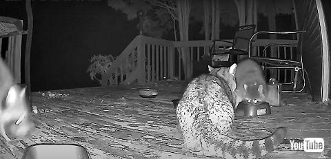 猫とアライグマ