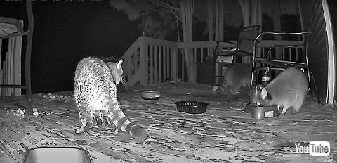 猫とアライグマ