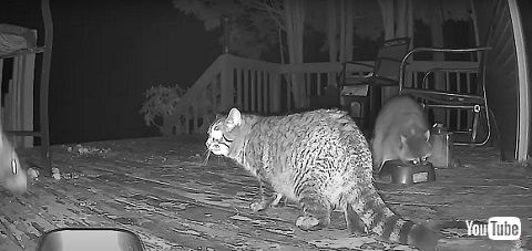 猫とアライグマ