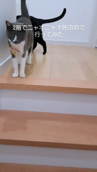 階段で呼ぶ猫