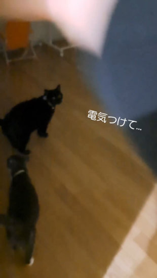 暗闇の猫