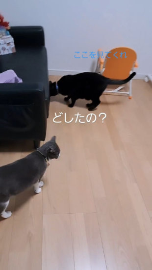 ソファーを覗く猫
