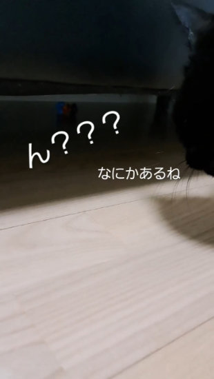 覗く猫