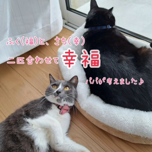 2匹の猫