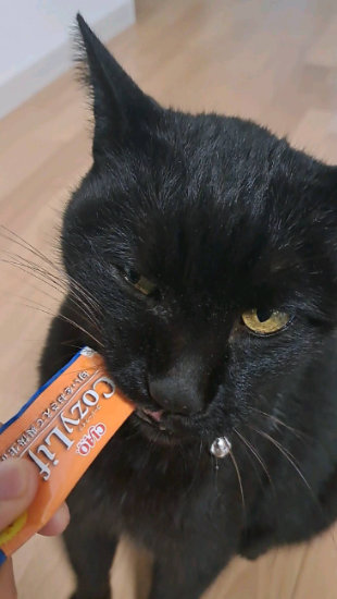 ちゅ〜るに食いつく猫