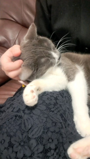 膝でくつろぐ猫