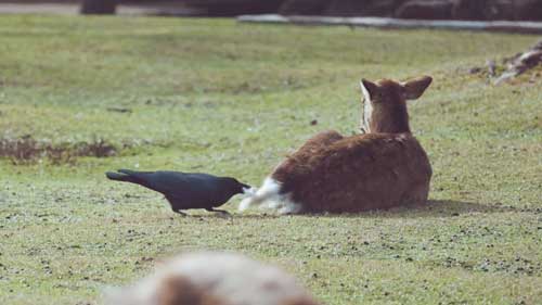 鹿とカラス
