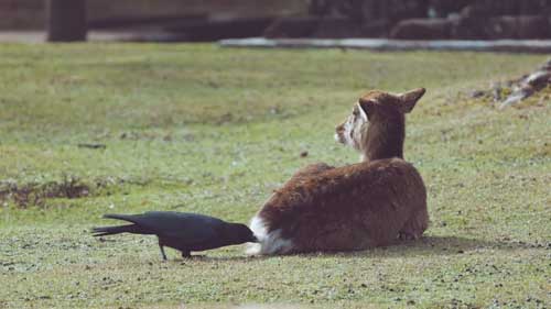 鹿のお尻の毛をむしるカラス