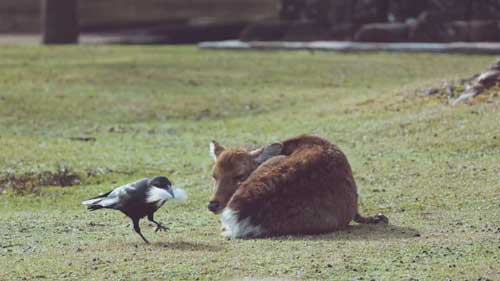 鹿のお尻の毛をむしるカラス
