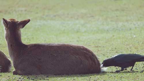 鹿のお尻の毛をむしるカラス
