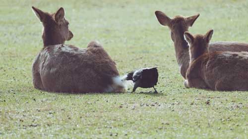 鹿のお尻の毛をむしるカラス