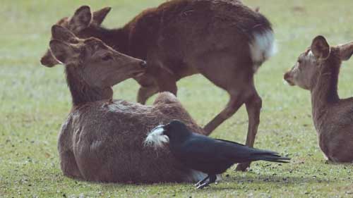 鹿のお尻の毛をむしるカラス