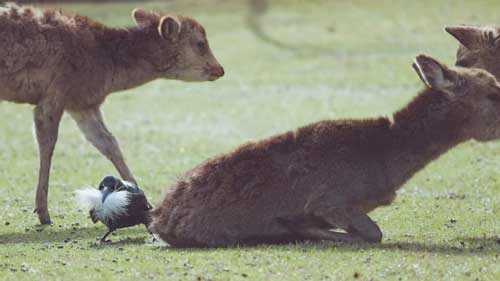 鹿のお尻の毛をむしるカラス