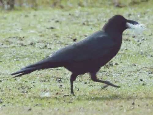 鹿のお尻の毛をむしるカラス