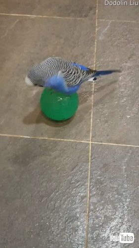 「Blue Bird Loves Balancing on Blue Ball || ViralHog」