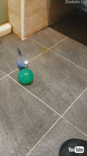 「Blue Bird Loves Balancing on Blue Ball || ViralHog」