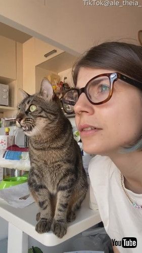 クラッキングする猫