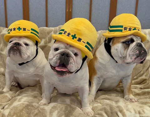 ヘルメット被るワンコ3匹