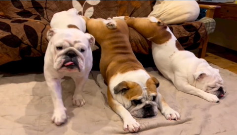 ソファからのびるワンコ2匹と正面向く1匹