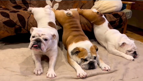 ソファからのびるワンコ2匹と同じ体勢になろうとするワンコ