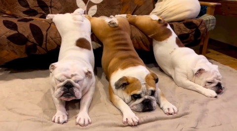 ソファからのびるワンコ2匹と同じ体勢になって目つむるワンコ