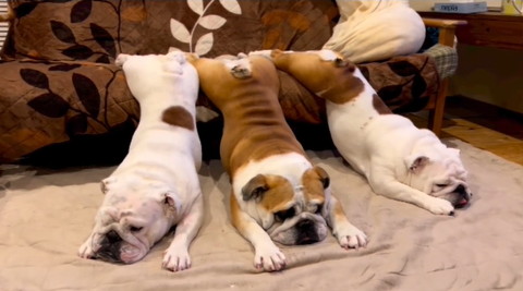 同じ姿勢でのびるワンコ3匹