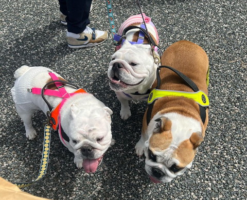 お散歩3匹上から