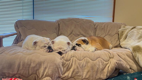 3匹でソファで寝るワンコ