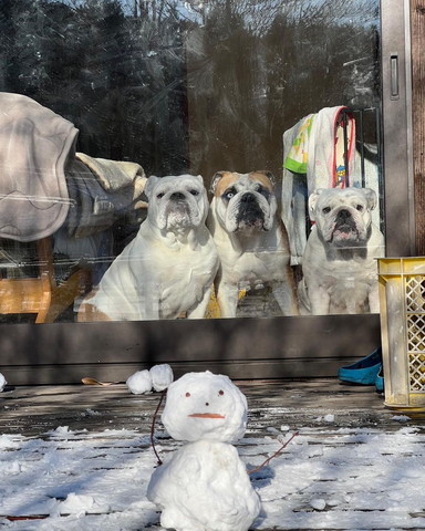 窓からワンコ3匹