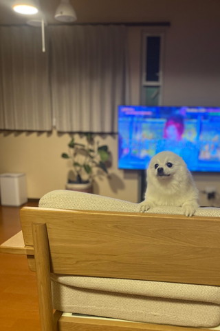 ソファからのぞくワンコ耳倒れてる