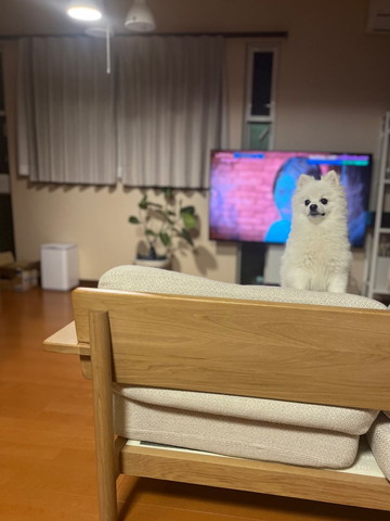 ソファからのぞくワンコ