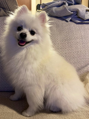 ソファに座る笑顔のワンコ