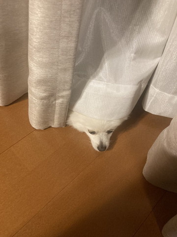 カーテンの下から顔出すワンコ