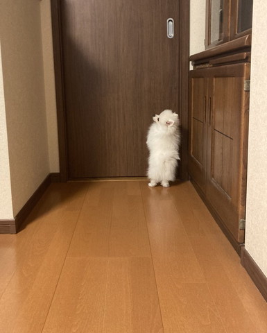 ドアの前に2足立ち子犬