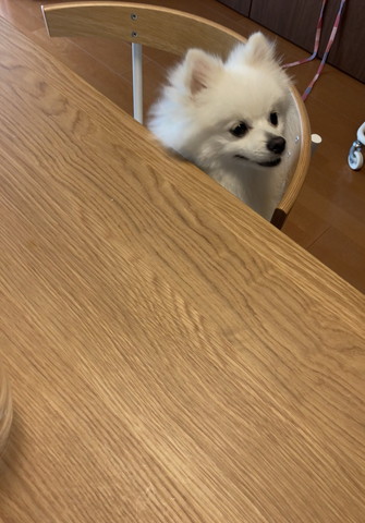 椅子に座って何かを見てるワンコ