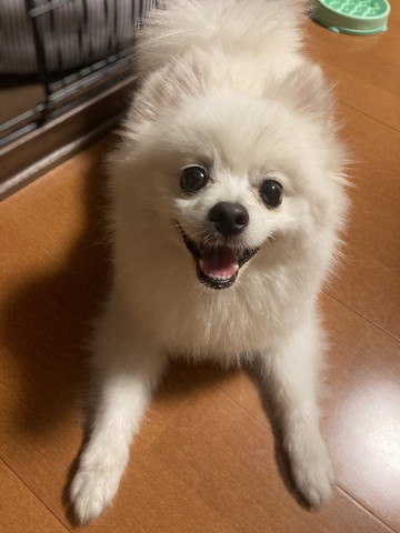 笑顔で伏せしているワンコ