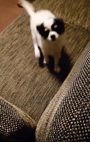 ソファで見つめてくるワンコ