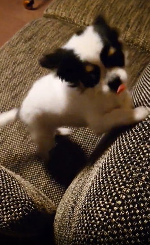 ソファで舌だしてるワンコ