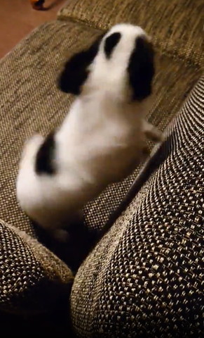 ソファにいるワンコ後ろ姿