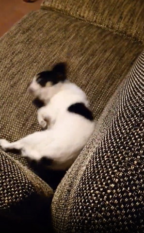 ソファで寝転がるワンコ