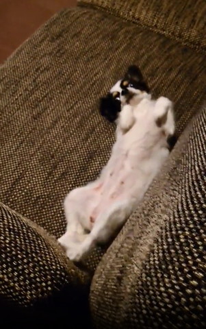 ソファでヘソ天ワンコ