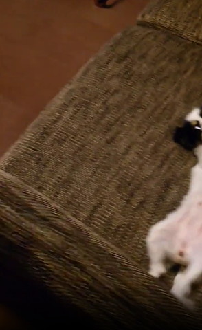 ソファでヘソ天ワンコ見切り