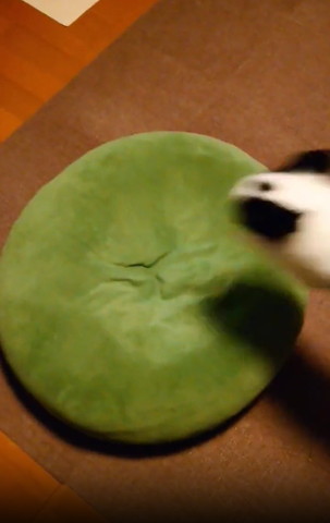 クッションに飛んでいくワンコの頭