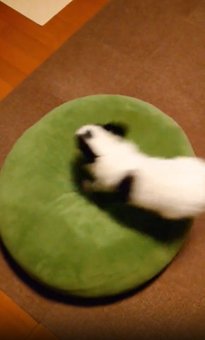 クッションに飛んでいくワンコ