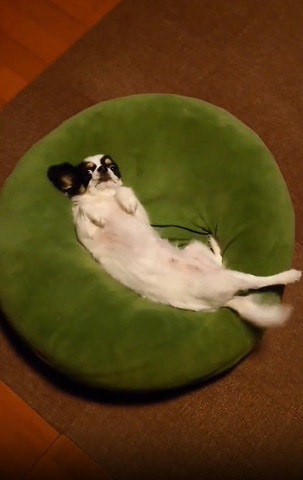 クッションでヘソ天ワンコ