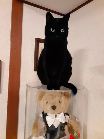 ぬいぐるみケースに乗る猫大きい