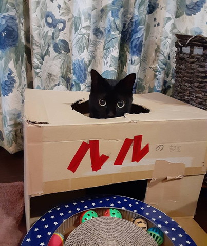 箱に入る猫