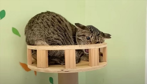 元野良猫の人慣れ訓練