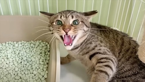 元野良猫の人慣れ訓練