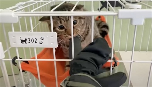 元野良猫の人慣れ訓練